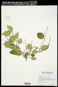 Viburnum rafinesqueanum image