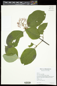 Cornus rugosa image