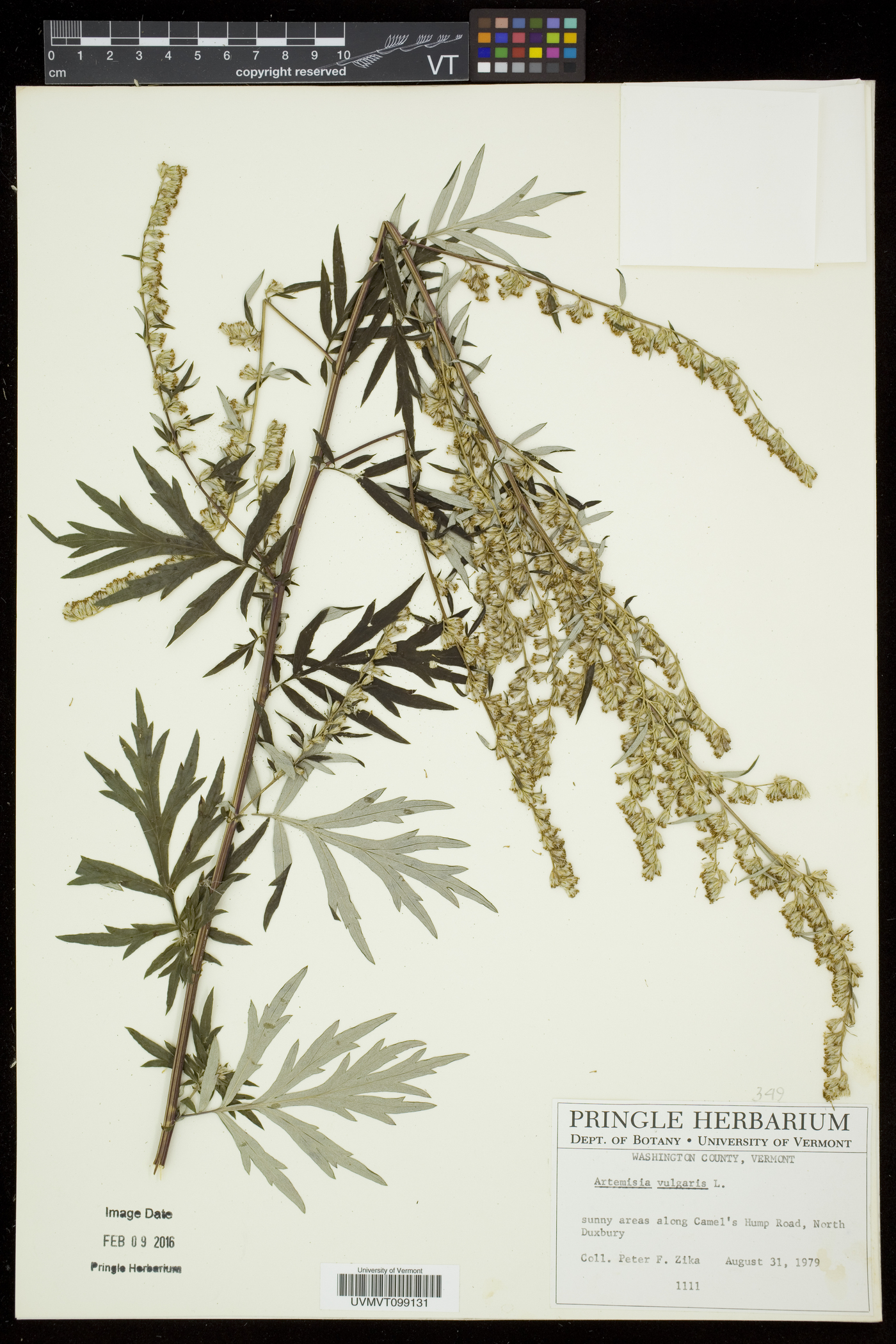 Artemisia vulgaris var. vulgaris image