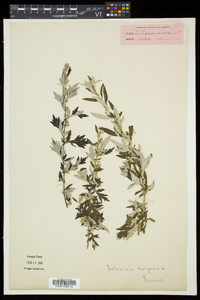 Artemisia vulgaris image