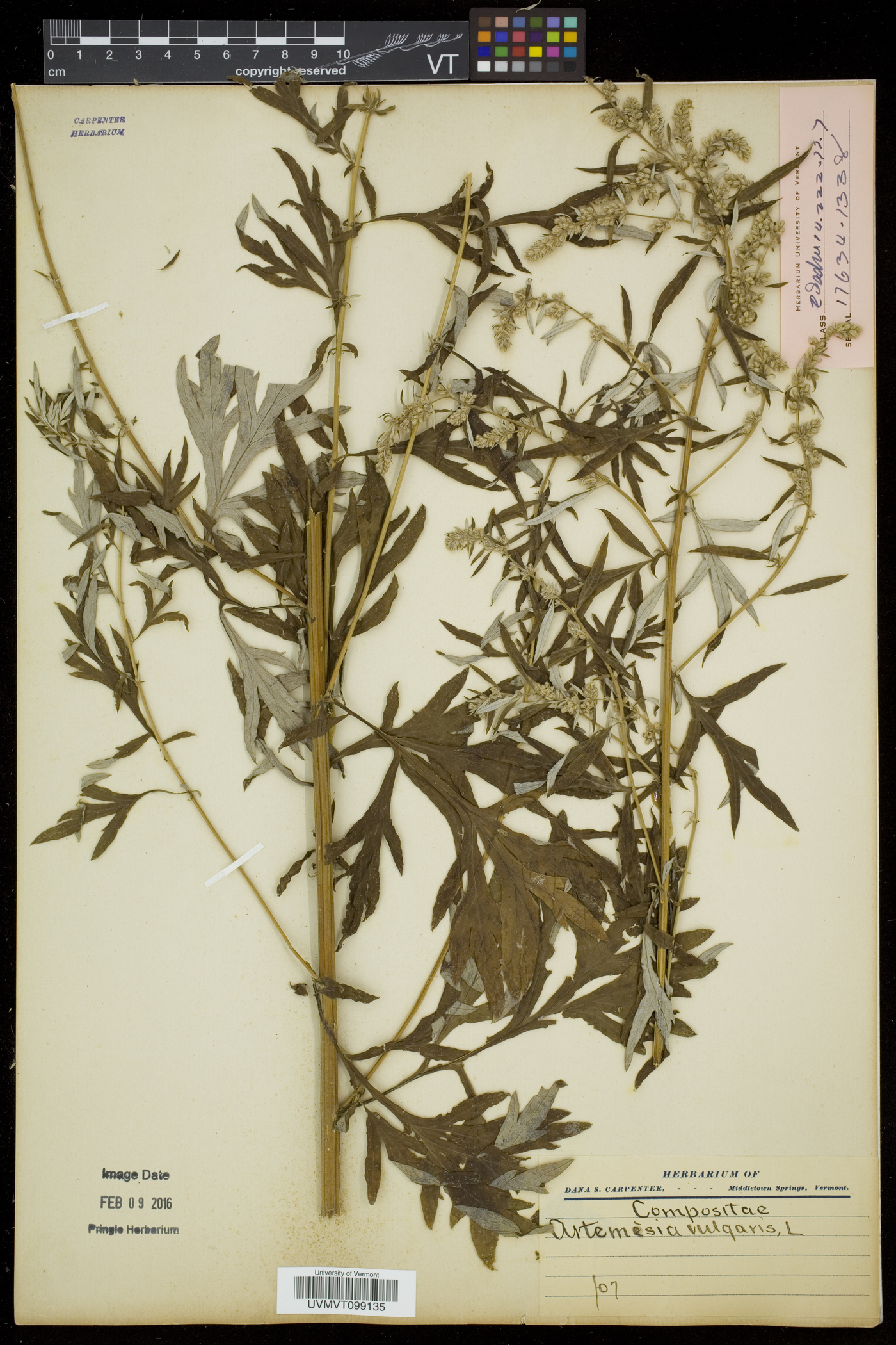 Artemisia vulgaris var. vulgaris image