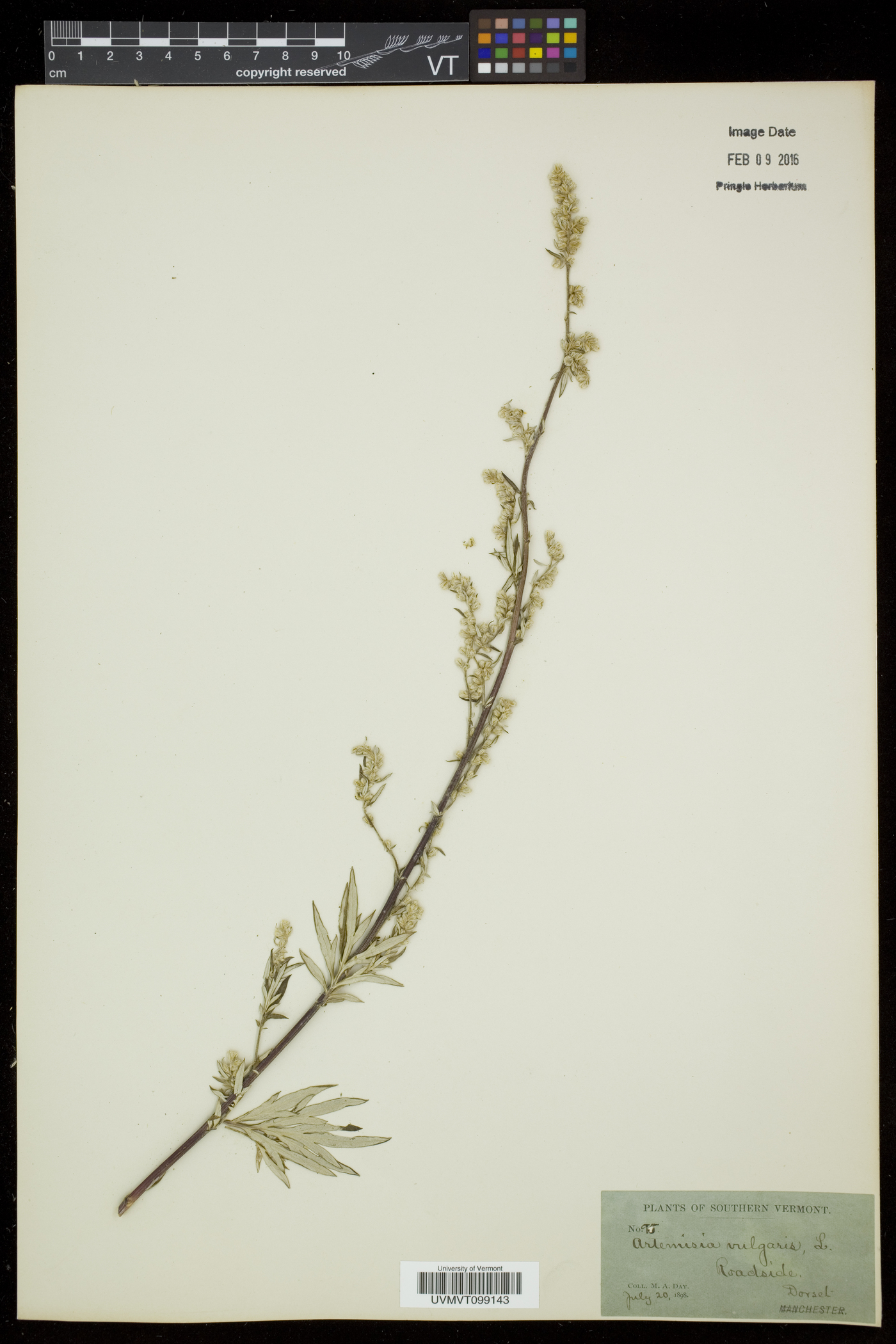 Artemisia vulgaris var. vulgaris image