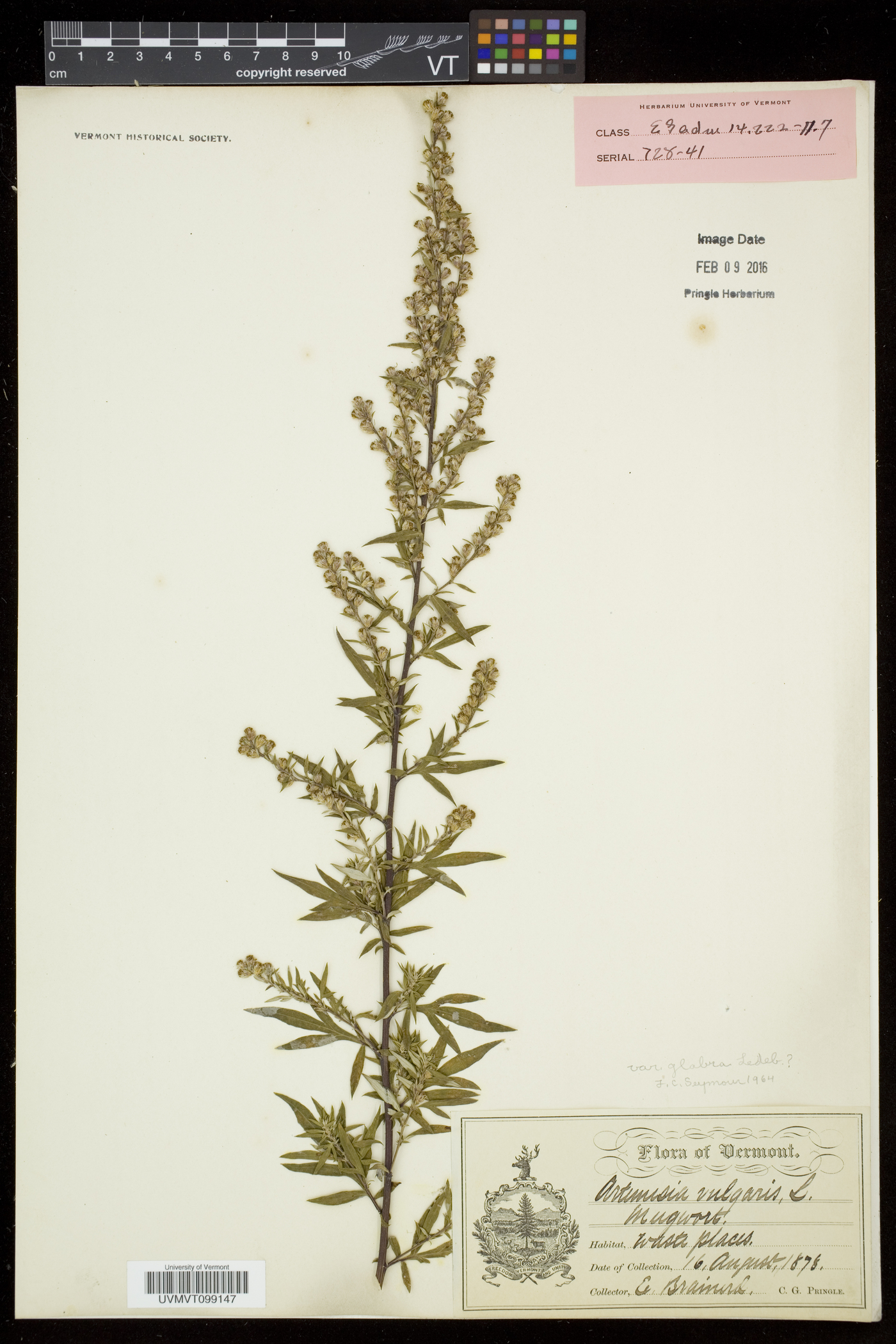 Artemisia vulgaris var. vulgaris image