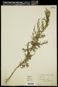 Artemisia annua image