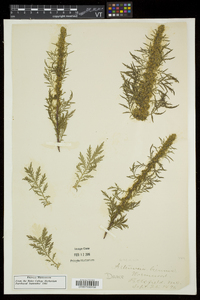 Artemisia biennis image