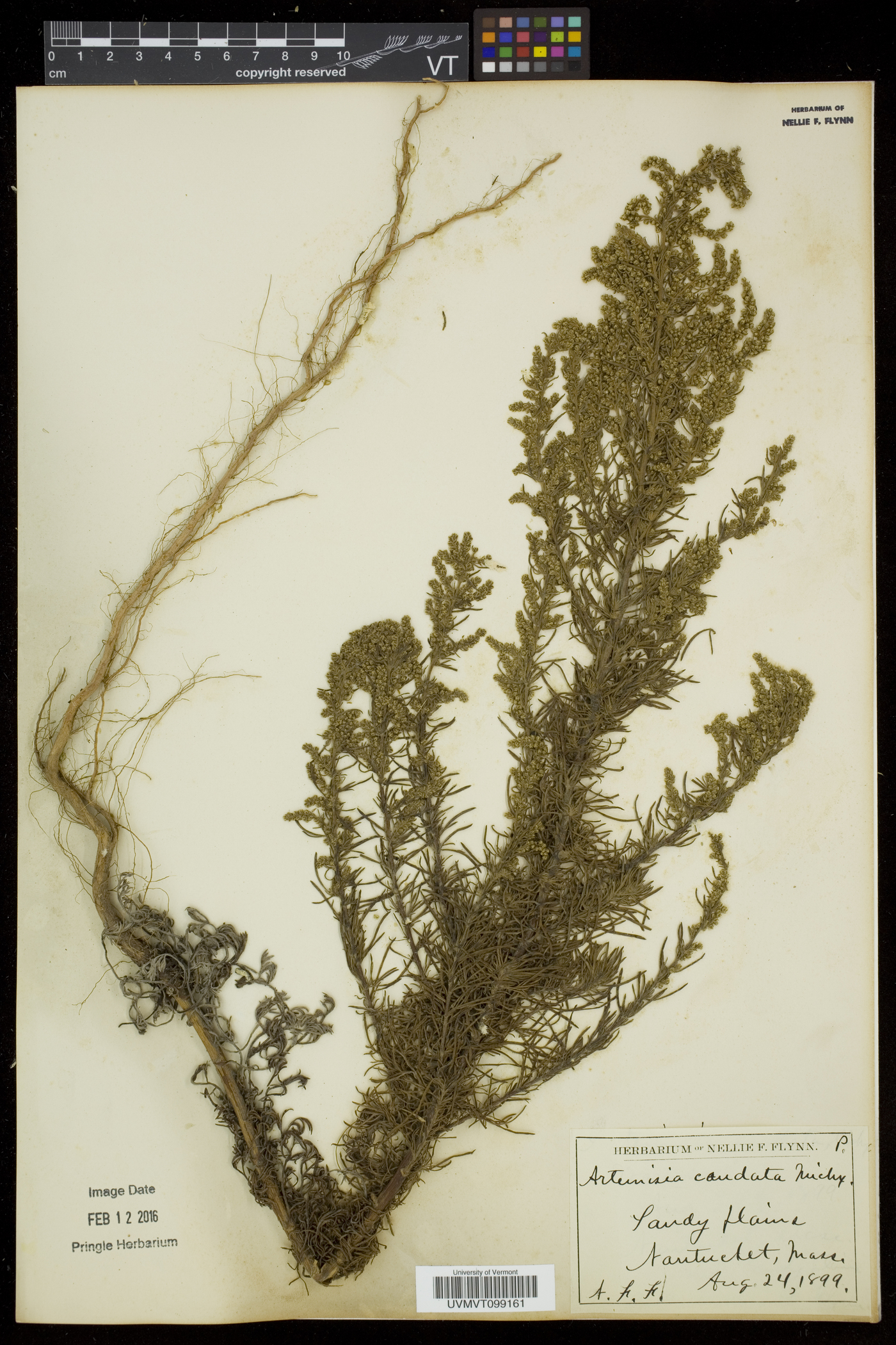 Artemisia campestris subsp. caudata image