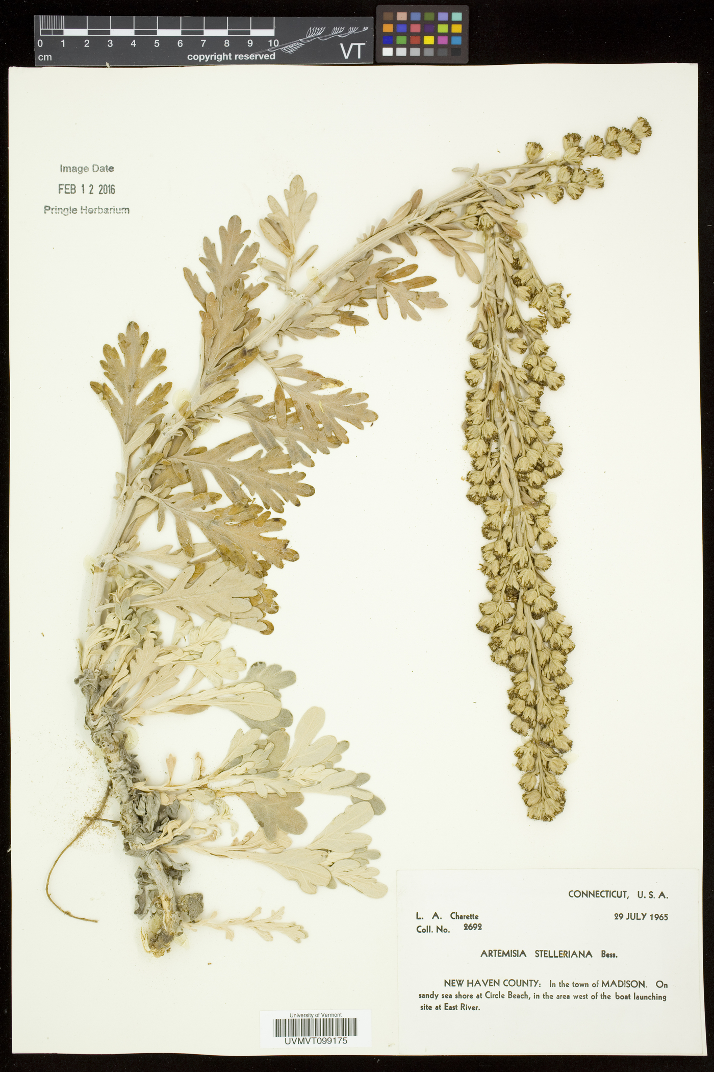 Artemisia stelleriana image