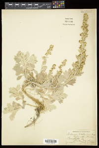 Artemisia stelleriana image