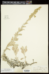 Artemisia stelleriana image