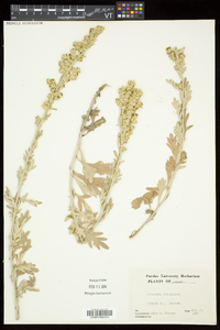 Artemisia stelleriana image