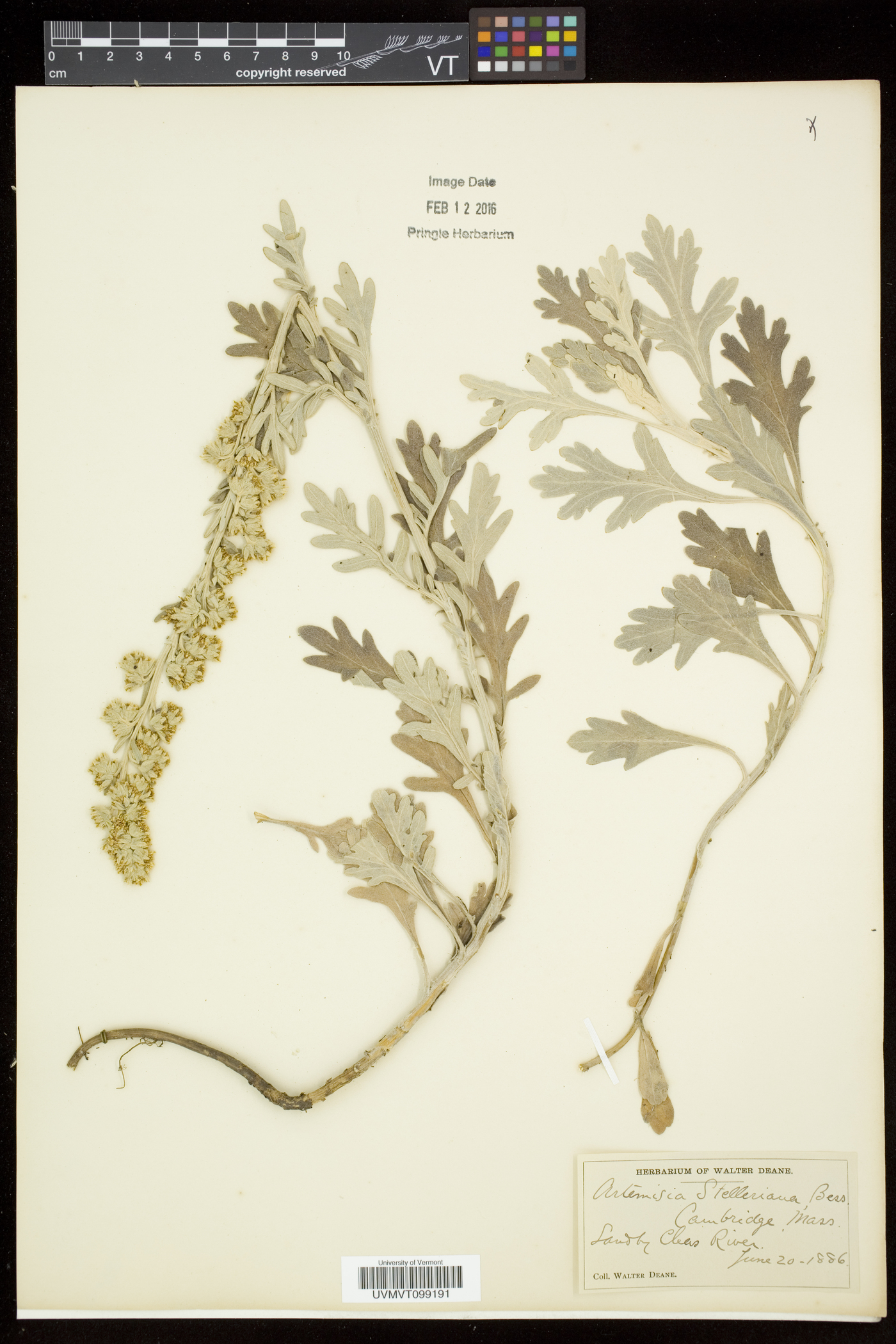 Artemisia stelleriana image