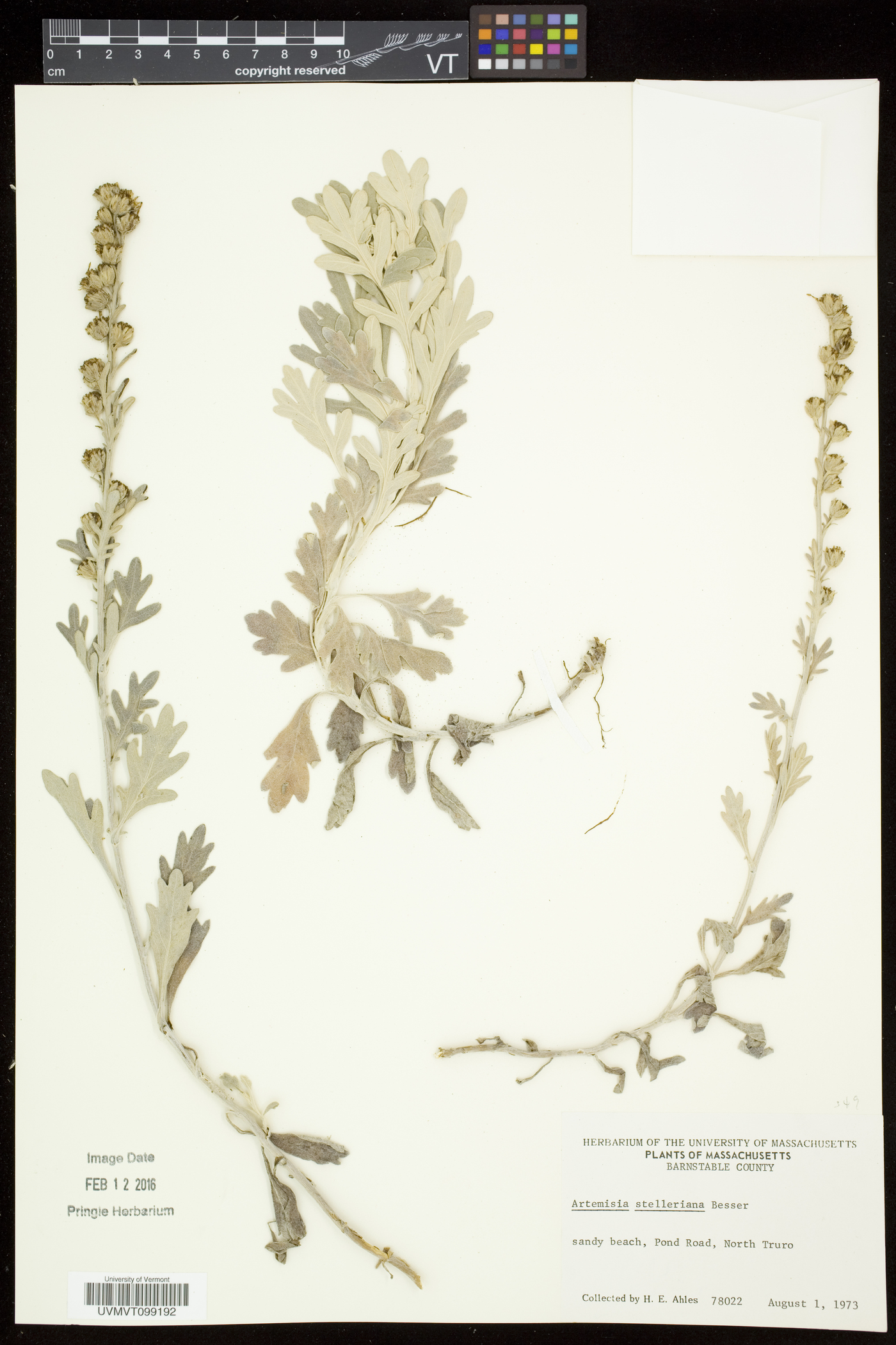 Artemisia stelleriana image