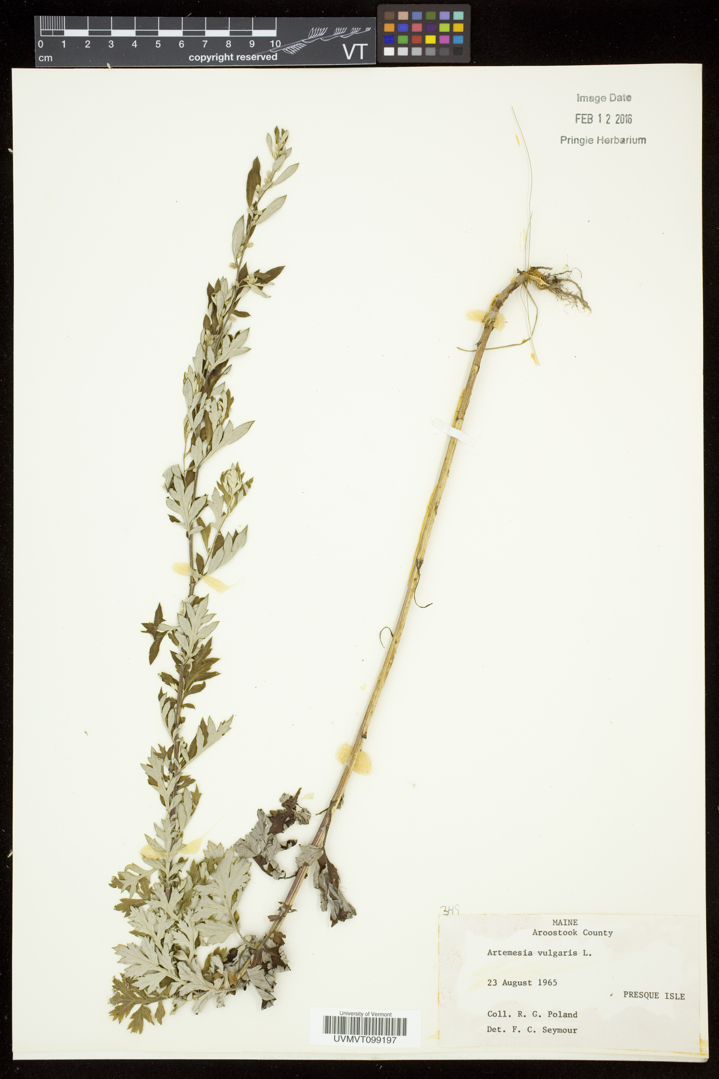 Artemisia vulgaris var. vulgaris image