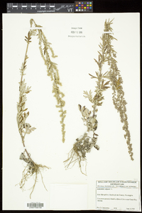 Artemisia vulgaris var. vulgaris image