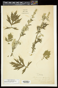 Artemisia vulgaris var. vulgaris image