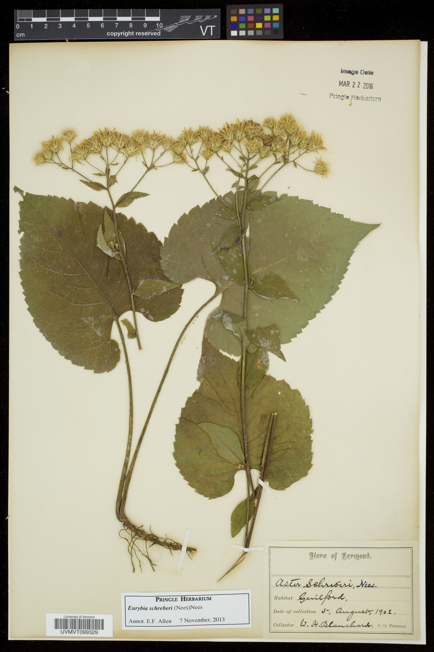 Eurybia schreberi image