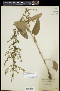 Symphyotrichum undulatum image