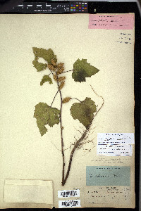 Xanthium strumarium var. glabratum image