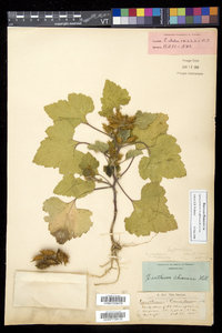 Xanthium strumarium var. glabratum image