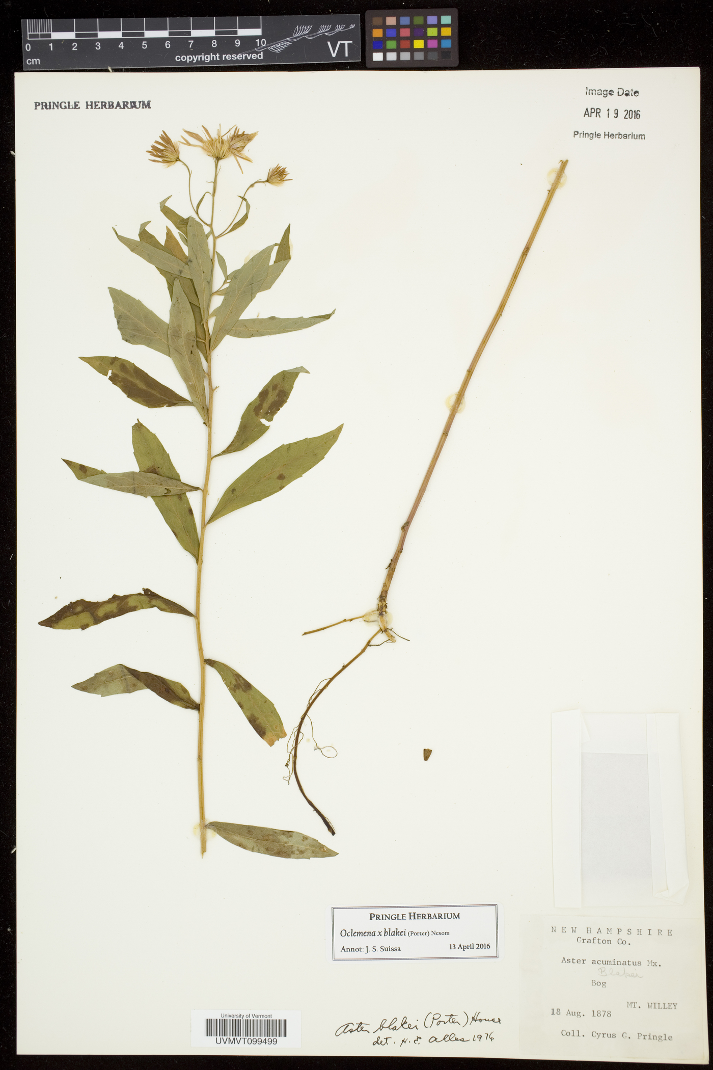 Oclemena blakei image