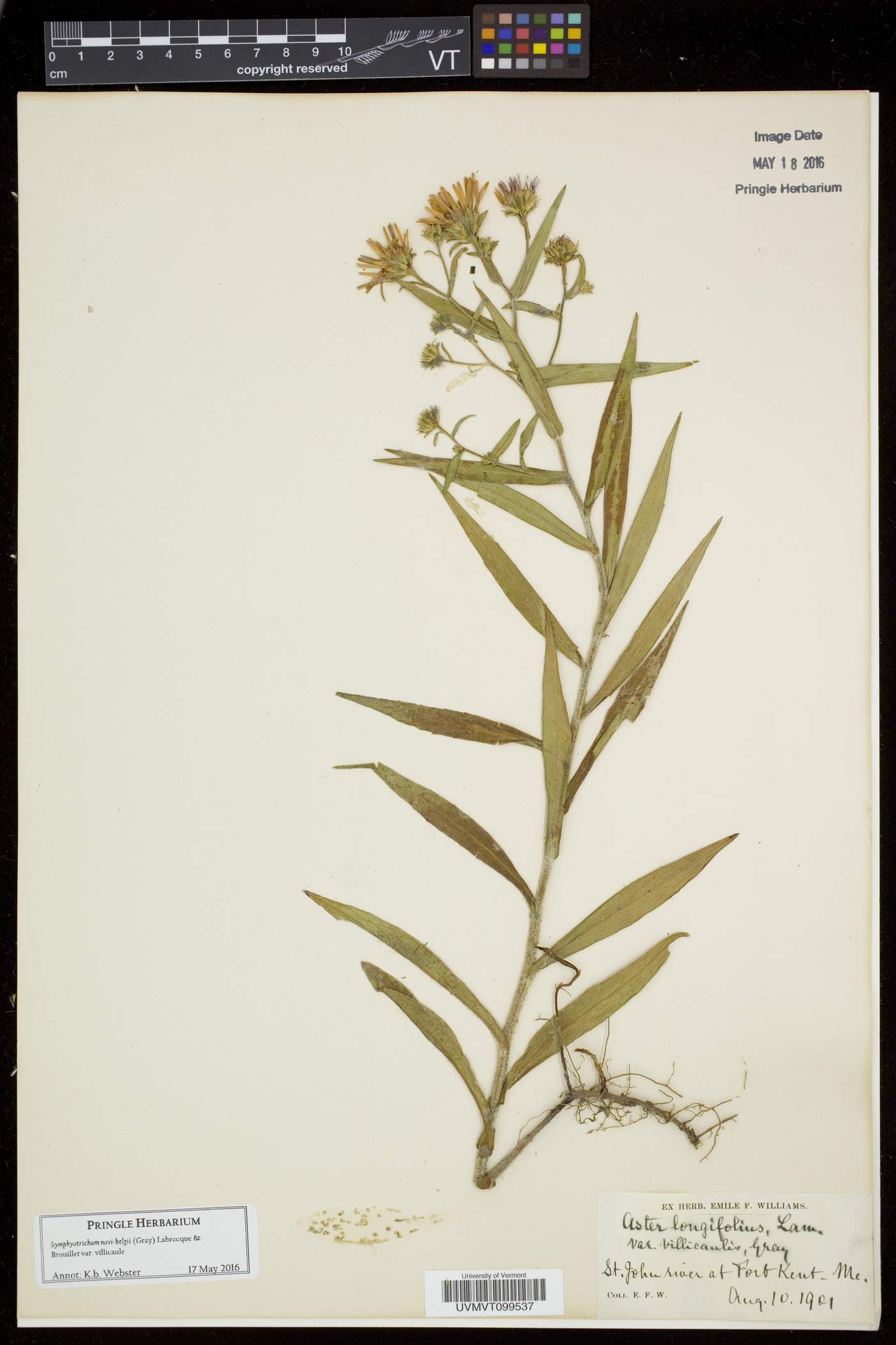 Symphyotrichum novi-belgii var. villicaule image
