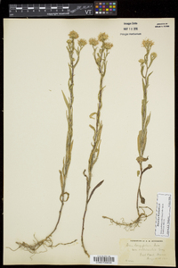 Symphyotrichum novi-belgii var. villicaule image