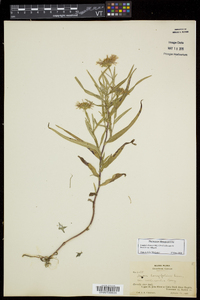 Symphyotrichum novi-belgii var. villicaule image