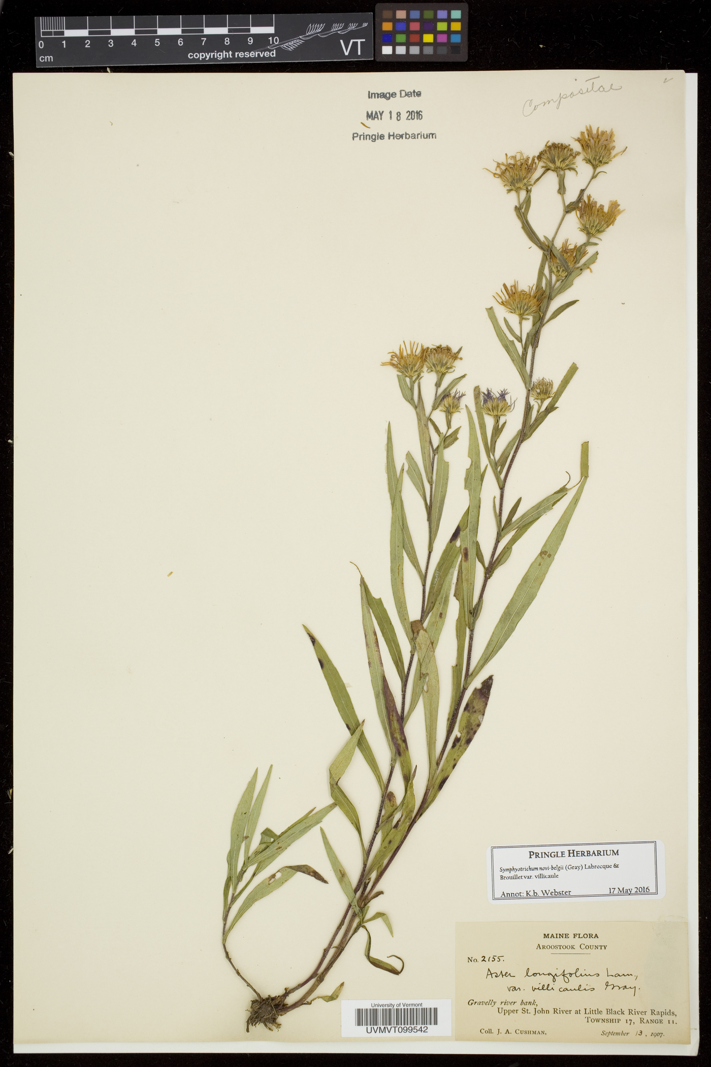Symphyotrichum novi-belgii var. villicaule image