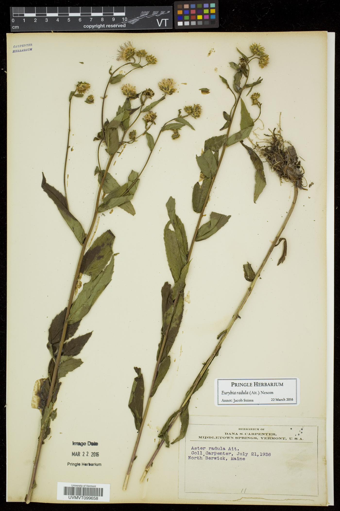 Eurybia radula image