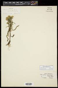 Symphyotrichum pilosum var. pringlei image