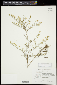 Symphyotrichum pilosum var. pilosum image