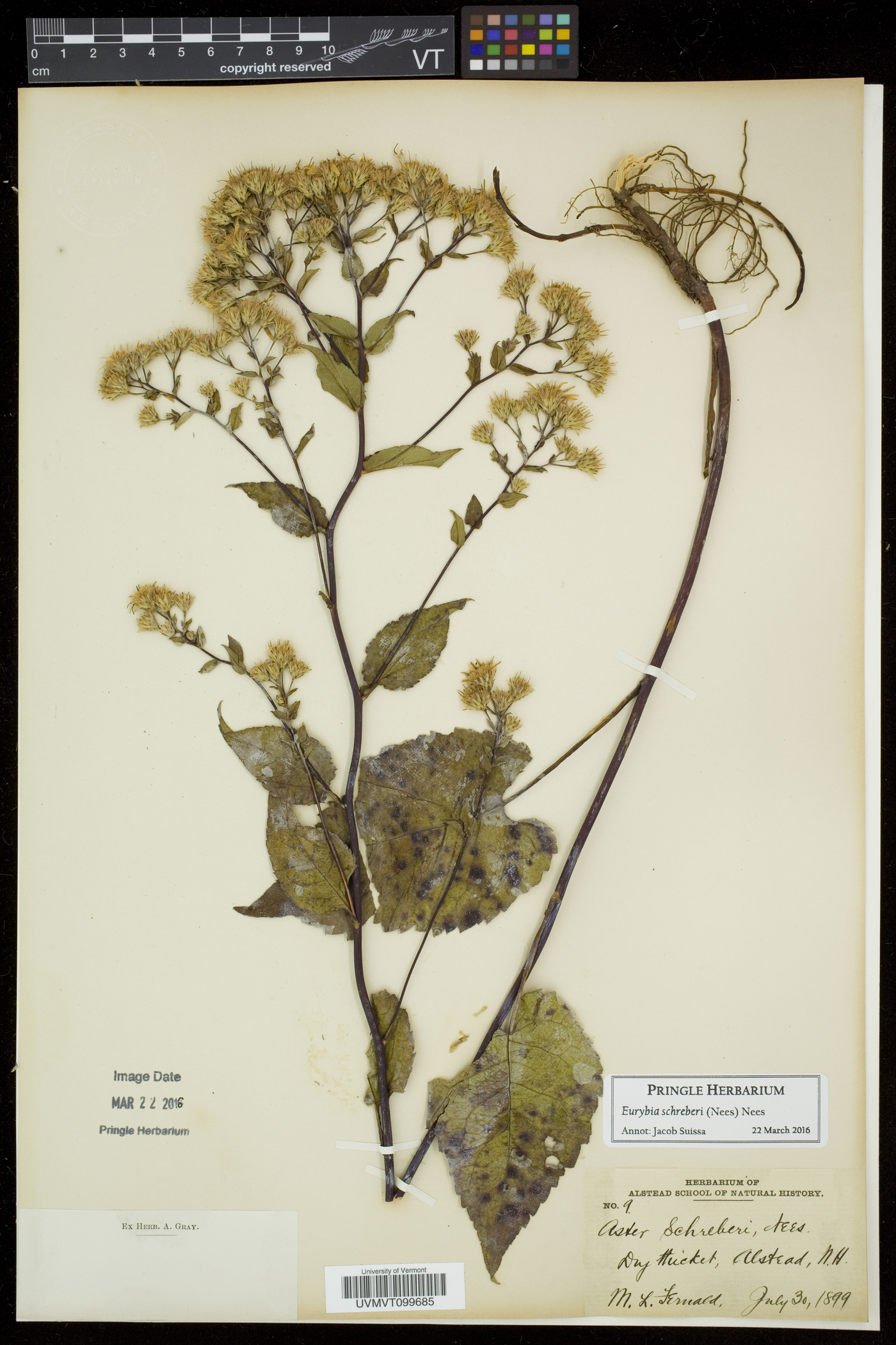 Eurybia schreberi image