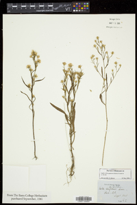 Symphyotrichum subulatum var. subulatum image