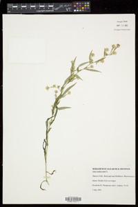 Symphyotrichum tradescantii image