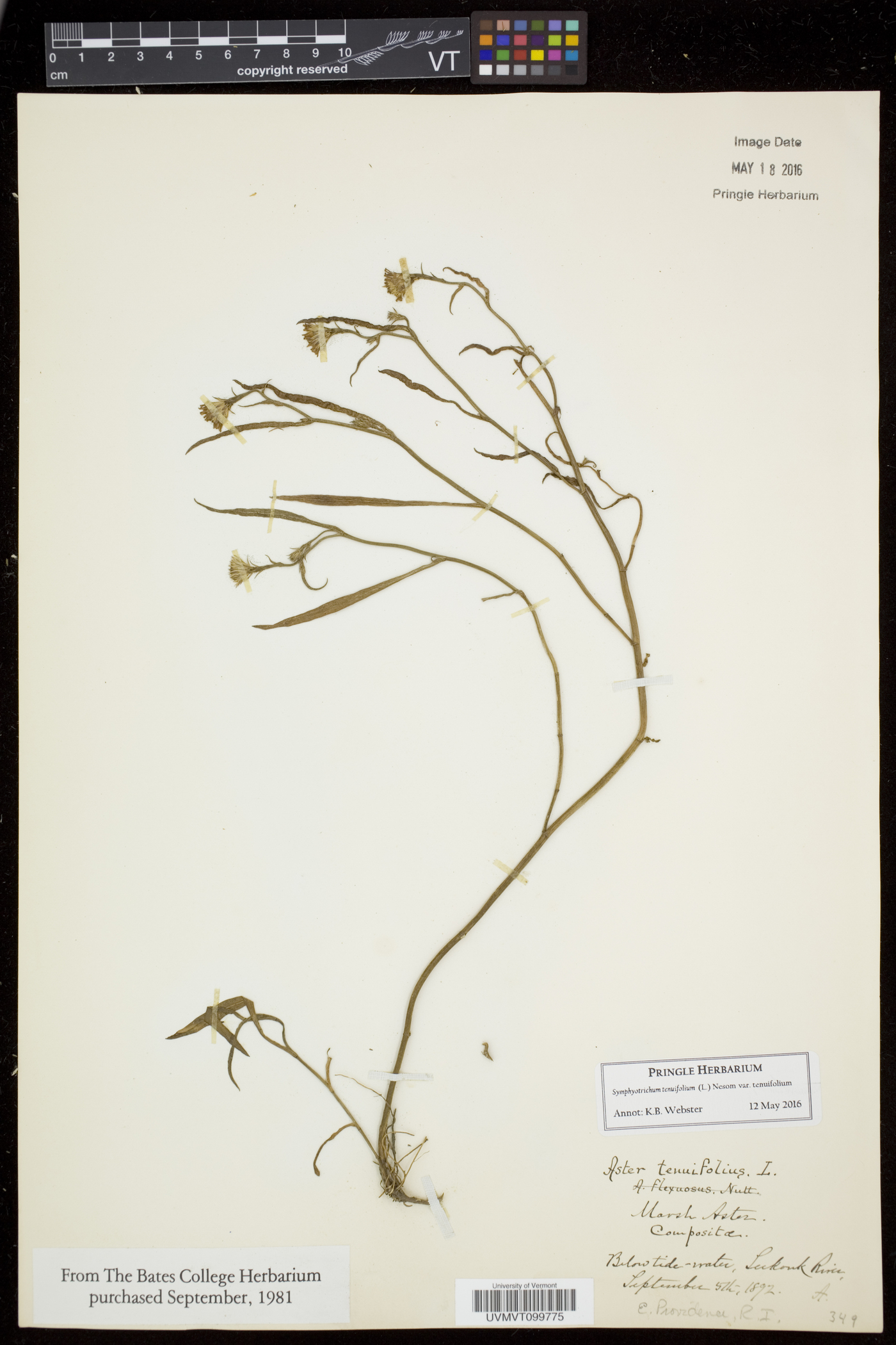 Symphyotrichum tenuifolium image