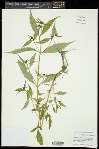 Bidens connata image