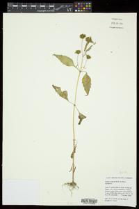 Bidens connata image