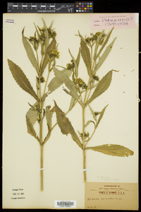 Bidens connata image