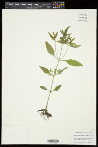 Bidens connata image