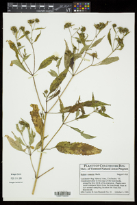 Bidens connata image