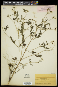 Bidens discoidea image