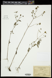 Bidens vulgata image