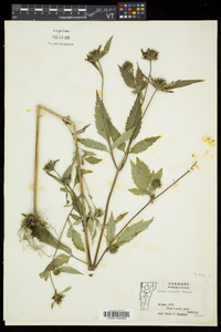 Bidens vulgata image