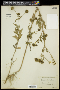 Bidens vulgata image