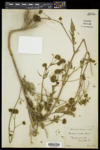 Bidens vulgata image