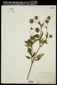 Bidens vulgata image