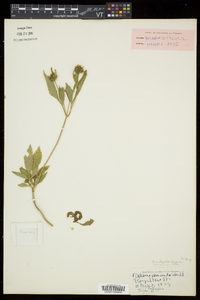 Bidens vulgata image