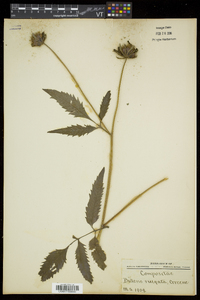 Bidens vulgata image