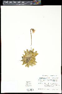 Pinguicula caerulea image