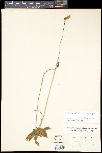 Pinguicula elatior image
